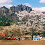 岩櫃山と大隅桜