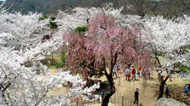 小諸市