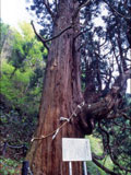 鳴尾熊野神社の大杉