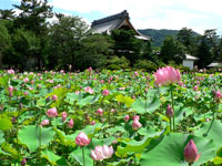信濃国分寺蓮
