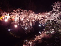上田城夜桜