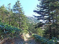 亜高山帯針葉樹林