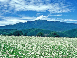 パルコール嬬恋 ～ 野地平 ～ 浦倉山 ～ 四阿山 ～ 鬼岩 ～ 茨木山 ～ バラギ高原 縦走コース