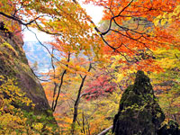 密岩通りの紅葉