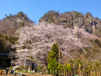 大隅桜