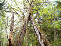 三つ又のミズナラ