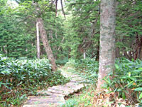 針葉樹林