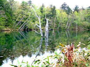 熊池湖沼群探勝コース（池めぐり）