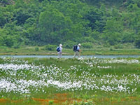 弓池とワタスゲ群落