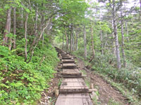 本白根山探勝歩道