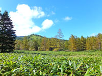 大平湿原
