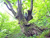 トチノキ巨木