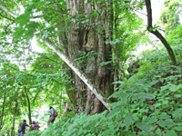 谷沢の姫カツラ