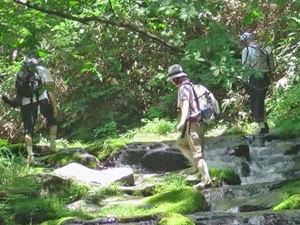 石樋を沢歩き、源流の森へ