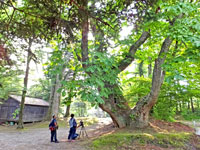 軽井沢諏訪神社社叢