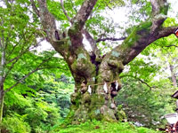 シナノキ御神木