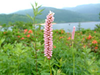 万座温泉