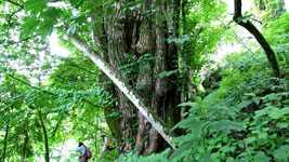 草津の巨木めぐり
