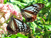 アサギマダラのオス