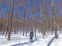 カラマツ人工林