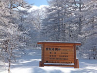 カラマツ特別母樹林