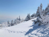 亜高山帯針葉樹林