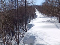 大きく発達した雪屁