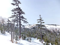 亜高山帯針葉樹林