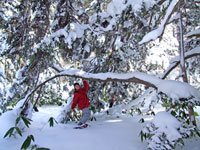 亜高山帯針葉樹林