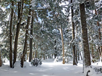 亜高山帯針葉樹林