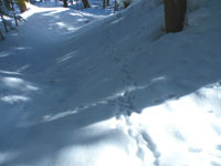 雪の上に動物の足跡