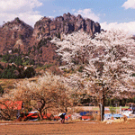 岩櫃山と桜