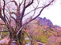 大隅桜