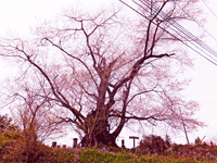 大隅桜