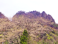 大隅桜