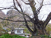 大隅桜