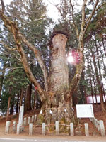 大ケヤキ