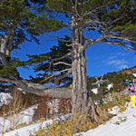 万座温泉から朝日山－ぼうず山スノーシュー